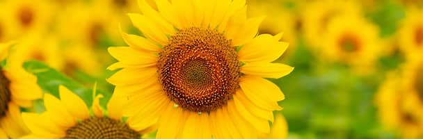 Image gallery marquee